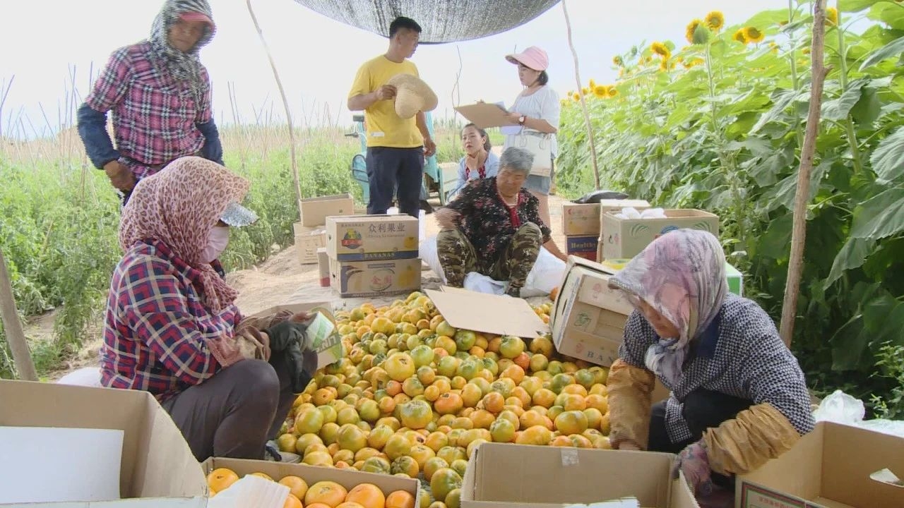 隆兴昌镇：改良万亩盐碱地 亩均增收好效益相关图片