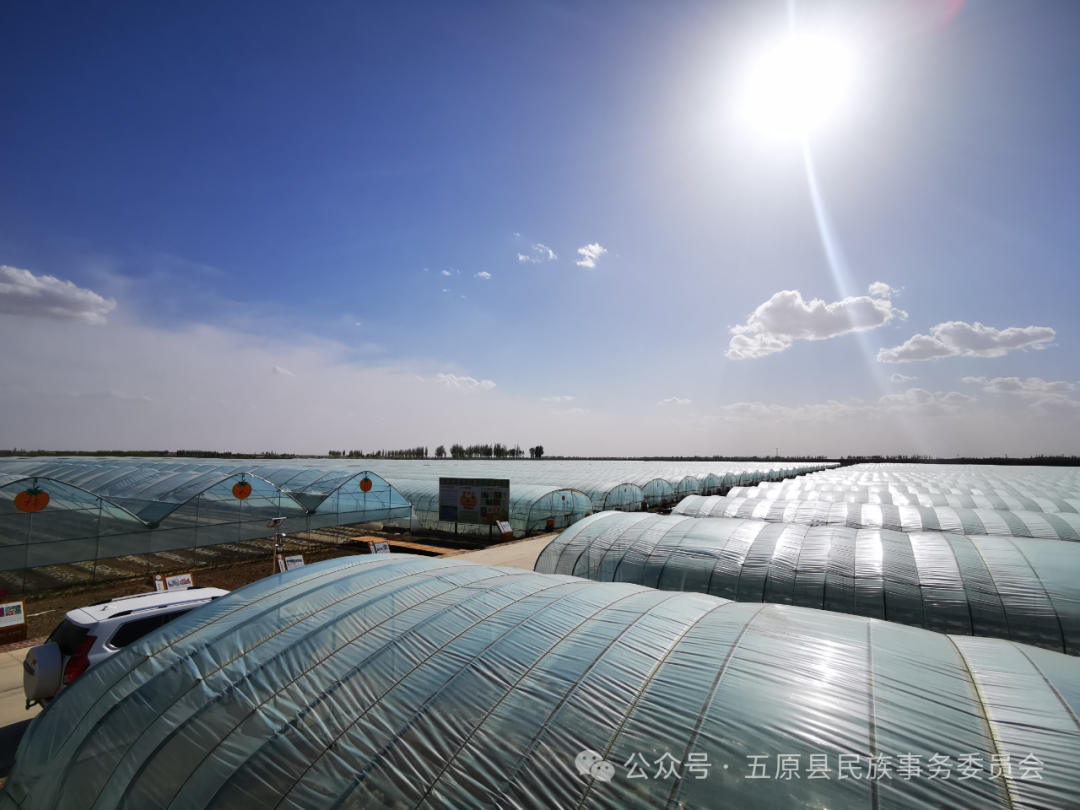 铸牢中华民族共同体意识 | 五原县“蔬”写新篇章：果蔬产业与民族团结的双重奏响相关图片